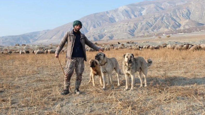 100 Bin Lira Maaşla Çalışacak Çoban Bulunamıyor! Derdini Vali Aydoğdu’ya Anlattı