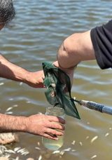 Diyarbakır’da göletteki balık ölümlerine inceleme!