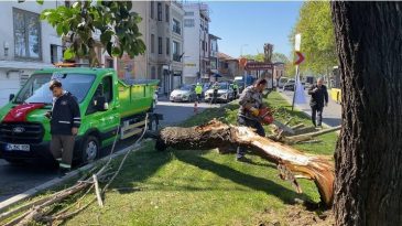 İstanbul’da Fırtına Sonrası Ağaçlar Araçların Üzerine Düştü