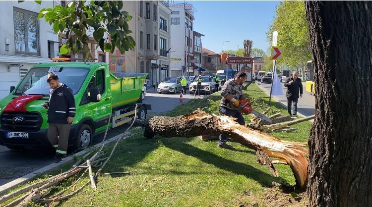İstanbul’da Fırtına Sonrası Ağaçlar Araçların Üzerine Düştü