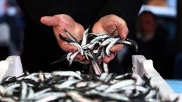 Türkiye’nin Hamsi İhracatı 3,1 Milyon Dolara Ulaştı