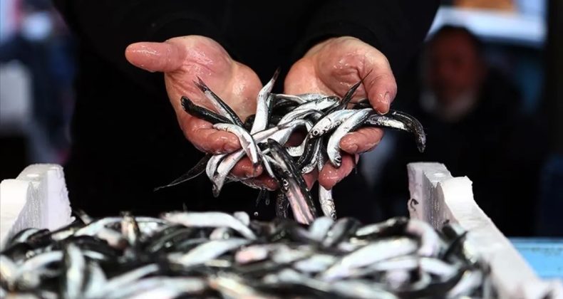 Türkiye’nin Hamsi İhracatı 3,1 Milyon Dolara Ulaştı