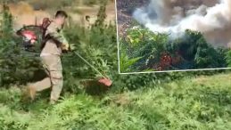 3 Milyon 476 Bin Kök Kenevir ve Skunk Elde Edildi