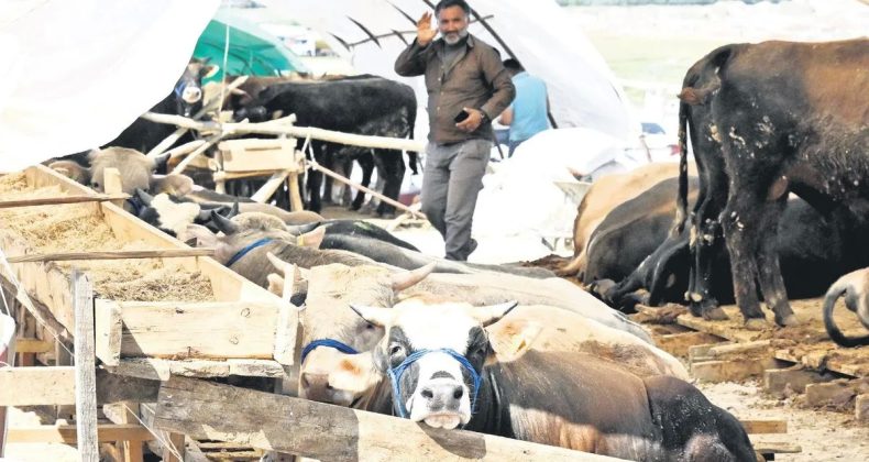 3.3 Milyon Kurban Kesilecek