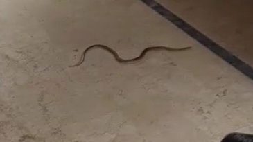 4 Mahallede Yılan Tedirginliği: Araçların Motorlarından Çıktılar