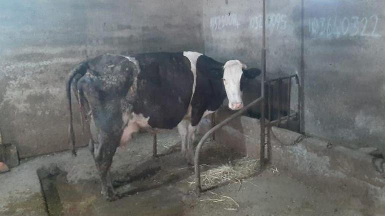 İnek ve buzağılar