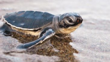 760 bin 424 Yavru Denizle Buluştu