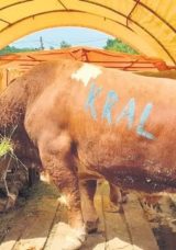 800 Kiloluk ‘Kral’ 230 Bine Satıldı