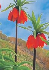 ‘Ağlayan Gelin’e dokunana 557 bin lira ceza