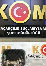 Ankara’da 5 İlde Yasaklı Egzotik Hayvan Satışına Baskın: 96 Hayvan Ele Geçirildi, 12 Gözaltı
