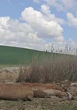 Ankara’da Sel Felaketi: 17 Büyükbaş Hayvan Telef Oldu