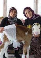 Annesi Hastalandığında Buzağı “Nisan” Evin 3. Kızı Oldu!