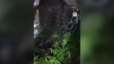 Aydın’da Üniversite Öğrencisi Uyuşturucu Yetiştirmek İçin Uzaktan Kumanda ile Düzenek Kurmuş