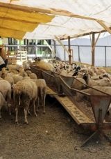 Bağcılar’da Kurban Pazarında Şampiyon Coşkusu! Hijyenik Ortamlarda Kurbanlıklar Satışta