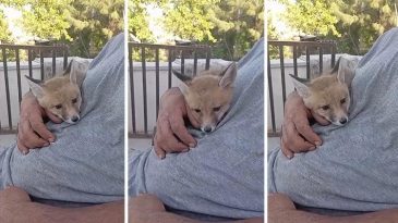 Bahçeye Giriş Yapan Tilki, Ev Sahibinin Kucağında Şımardı