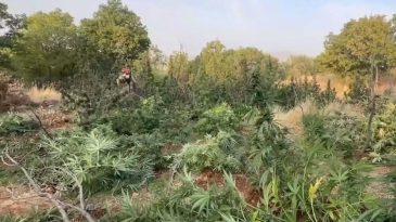 Bakan Yerlikaya Duyurdu! Diyarbakır’da Zehir Tacirlerine İHA Operasyonu: 7 Gözaltı