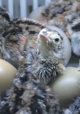 Bebek Gibi Bakılan Sülünler Yumurtadan Çıktı