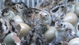 Bebek Gibi Bakılan Sülünler Yumurtadan Çıktı