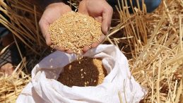 Buğday ve Arpa Alım Tarihleri Açıklandı