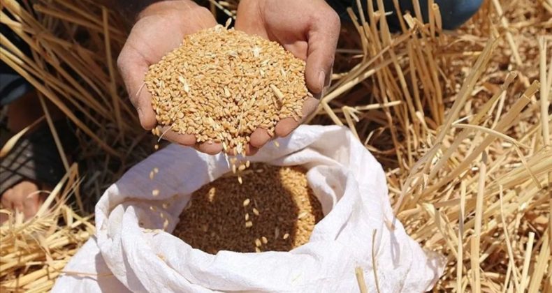 Buğday ve Arpa Alım Tarihleri Açıklandı