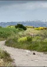 Büyükçekmece’de Boş Arazide Ceset Bulundu