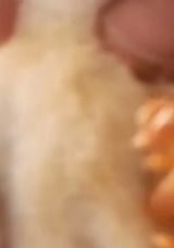 Çankırı’da ilginç olay: Yumurtadan 4 ayaklı civciv çıktı: Sebebi veteriner açıkladı!