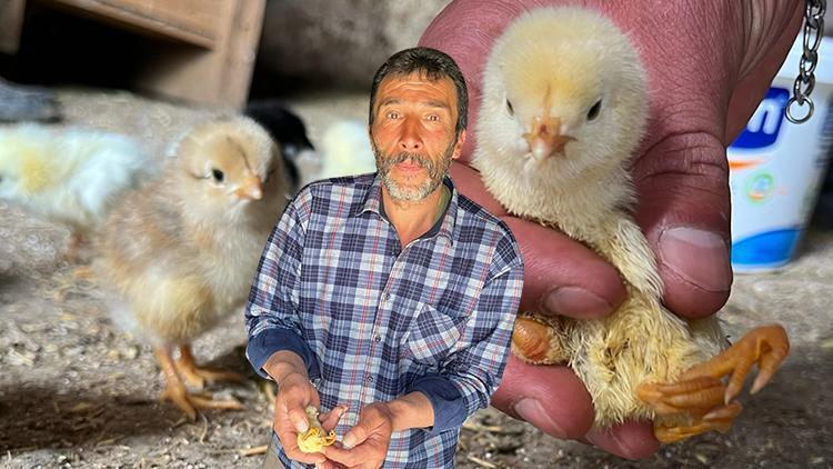 Çankırılı Çiftçinin Sıra Dışı Deneyimi: Yumurtadan 4 Ayakla Çıkan Civciv!