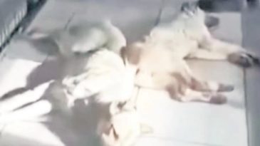 CHP’li Başkan ‘Komplo’ Demişti: İşte Hayvan Katliamının Görüntüleri