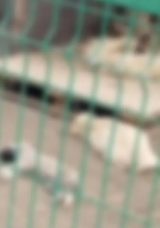 CHP’li Belediye’de Hayvanların Trajedi Yaşadığı Skandal Görüntüler!