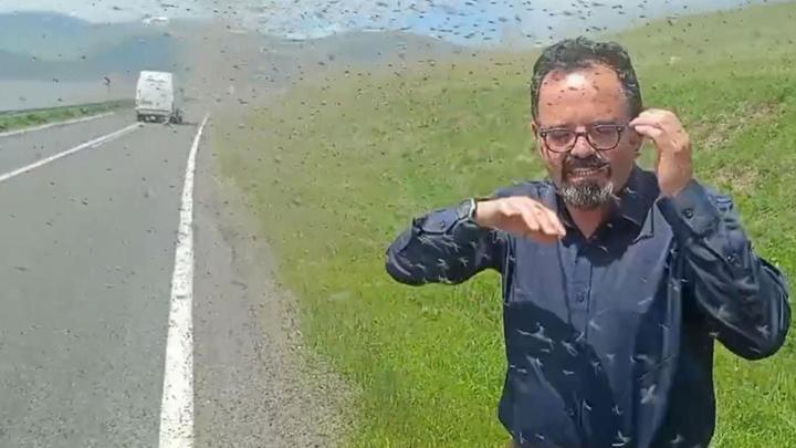 Çıldır Gölü Çevresinde ‘Yeşil Sinek’ İstilasına Dikkat!