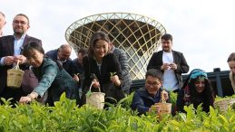 Çinli Akademisyenler Rize’de Çay Topladı