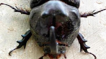 Çok Ender Rastlanıyor ve Muazzam Özelliğe Sahip: Manisa’da Bulundu