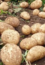 Datça’da Turfanda Patates Hasadı Başladı