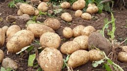 Datça’da Turfanda Patates Hasadı Başladı