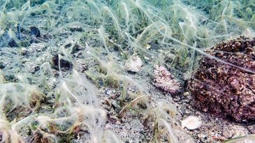 Deniz Çayırlarına Müsilaj Tehdidi