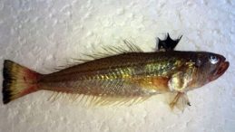 Dikenleri zehirli balık alarmı! Uzmanlar uyarıyor: Değdiği an hastanelik eder