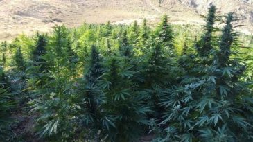 Dronla Tespit Edildi, 1220 Kök Kenevir Ele Ge geçirildi