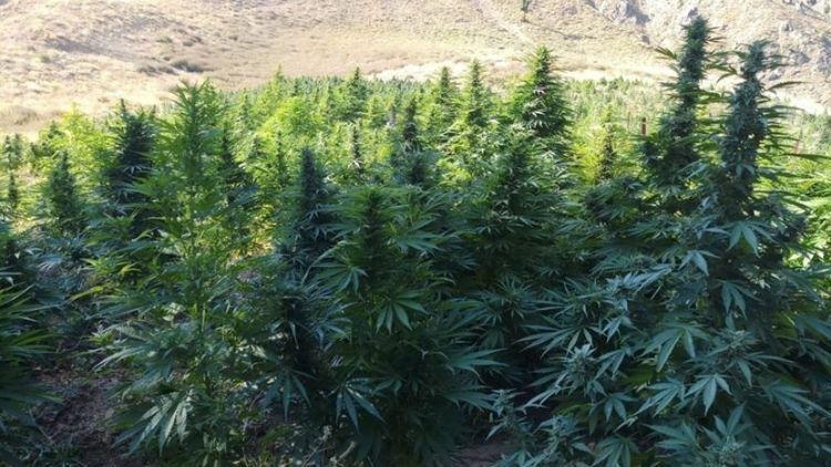 Dronla Tespit Edildi, 1220 Kök Kenevir Ele Ge geçirildi