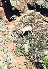 Ender Bulunan ‘Beyaz’ Drone ile Görüntülendi