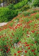 Gelincik Tarlasında Görsel Şölen