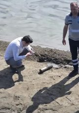 Göl Kenarında 1909 Yılına Ait Top Mermisi Bulundu