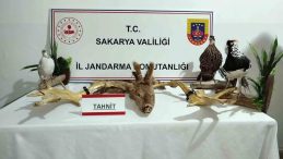 Hayvanat Bahçesi Gibi Ev: Görülenler Şaşkına Çeviriyor!