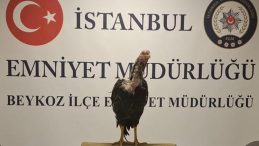 İstanbul’da Tuhaf Bir Operasyon: 3 Horoz Kurtarıldı, 21 Kişiye Ceza Uygulandı