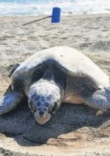İztuzu’nda İlk Caretta Yuvasi Koruma Altına Alındı