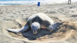 İztuzu’nda İlk Caretta Yuvasi Koruma Altına Alındı