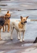 Kampüs Önünde Köpek Dehşeti