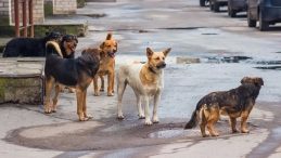 Kampüs Önünde Köpek Dehşeti