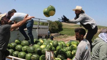 Kapuzda İlk Hasat Gerçekleşti… Tarladaki Kilogram Fiyatı Belli Oldu