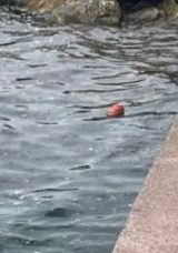 Karamürsel sahilinde şok eden olay! Kayalıklarda erkek cesedi bulundu