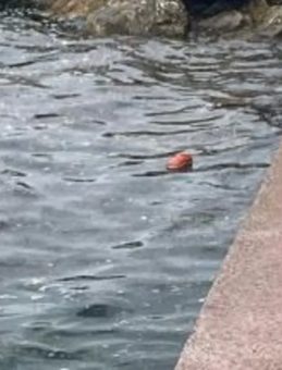 Karamürsel sahilinde şok eden olay! Kayalıklarda erkek cesedi bulundu